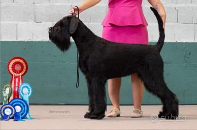 Cuccioli di Schnauzer gigante Riesenschnauzer
