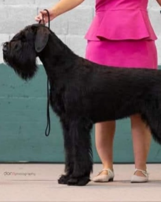 Cuccioli di Schnauzer gigante Riesenschnauzer