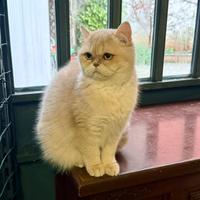 British femmina lilac golden