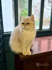 British femmina lilac golden