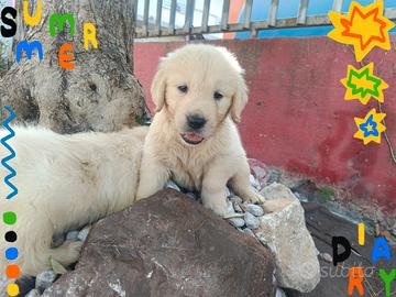 Golden retriever pedigree enci