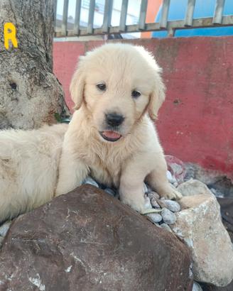 Golden retriever pedigree enci