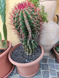 piante grasse