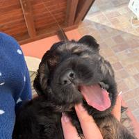 Cuccioli di pastore tedesco