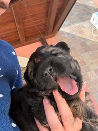 Cuccioli di pastore tedesco