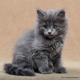 Gattina Norvegese Blu