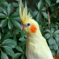 Calopsitte allevate a mano