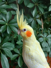 Calopsitte allevate a mano