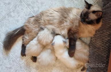 Ragdoll - alta genealogia con pedigree fiaf
