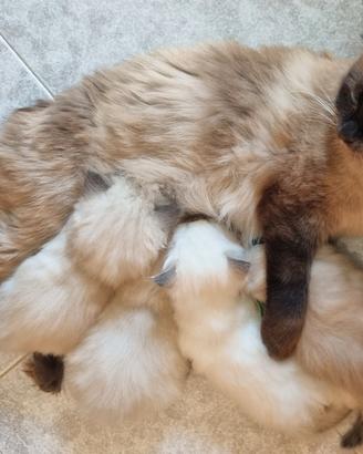 Ragdoll - alta genealogia con pedigree fiaf