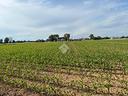 ter-agricolo-a-corbetta