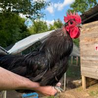 Gallo australorp