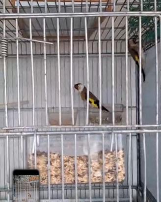 Cardellino pezzato