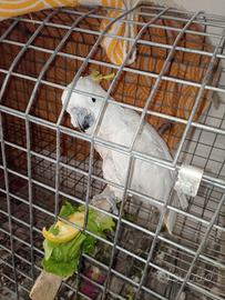 Cacatua