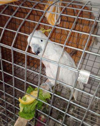 Cacatua