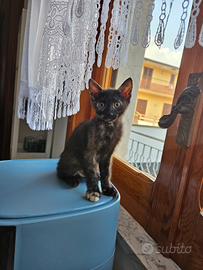 Gattina 2 mesi
