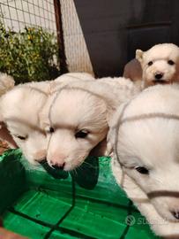 Cuccioli in adozione