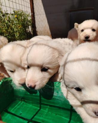 Cuccioli in adozione