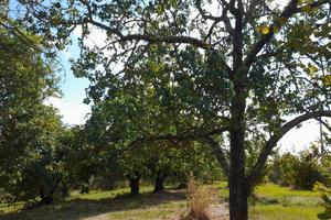 Terreno agricolo corchiano rione fratta