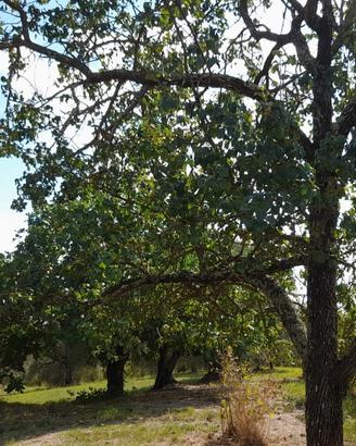 Terreno agricolo corchiano rione fratta