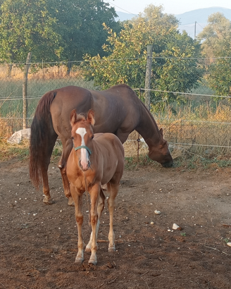 Puledro QH del 2025