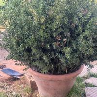 Coppo toscano antico 50 cm di diametro con pungito