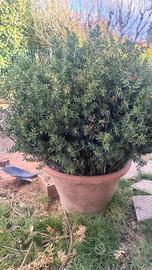 Coppo toscano antico 50 cm di diametro con pungito