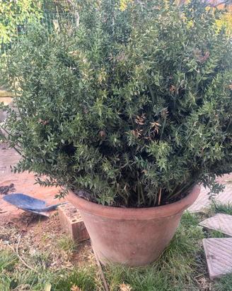 Coppo toscano antico 50 cm di diametro con pungito