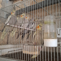 Inseparabili calopsite