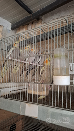 Inseparabili calopsite