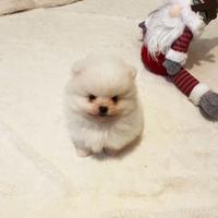 Cuccioli spitz pomerania