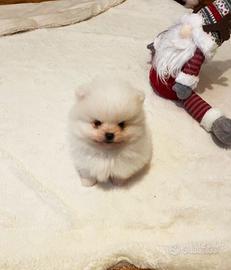 Cuccioli spitz pomerania
