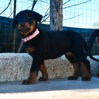 Cucciola PASTORE di BEAUCE femmina nero focata