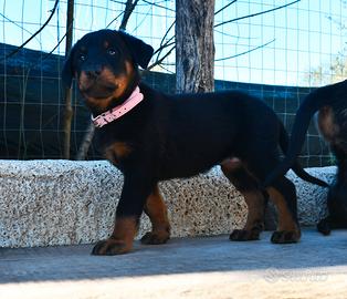 Cucciola PASTORE di BEAUCE femmina nero focata