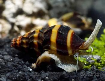 Lumaca Helena killer