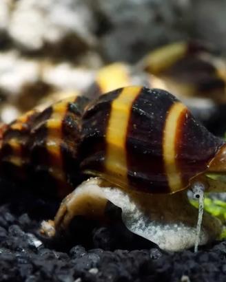 Lumaca Helena killer