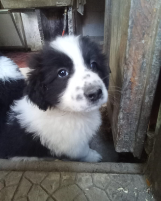 Cagnolini