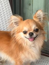 Splendido chiwuawua a pelo lungo con pedigree