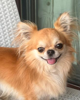 Splendido chiwuawua a pelo lungo con pedigree