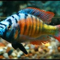 Haplochromis-Pundamilia Nyereri Ruti Island