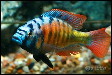 Haplochromis-Pundamilia Nyereri Ruti Island