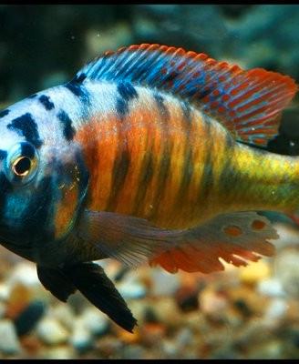 Haplochromis-Pundamilia Nyereri Ruti Island