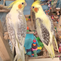 Calopsite allevate a mano