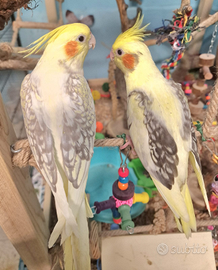 Calopsite allevate a mano