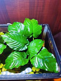 Piante per acquario 