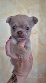 Chihuahua con pedigree
