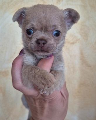 Chihuahua con pedigree