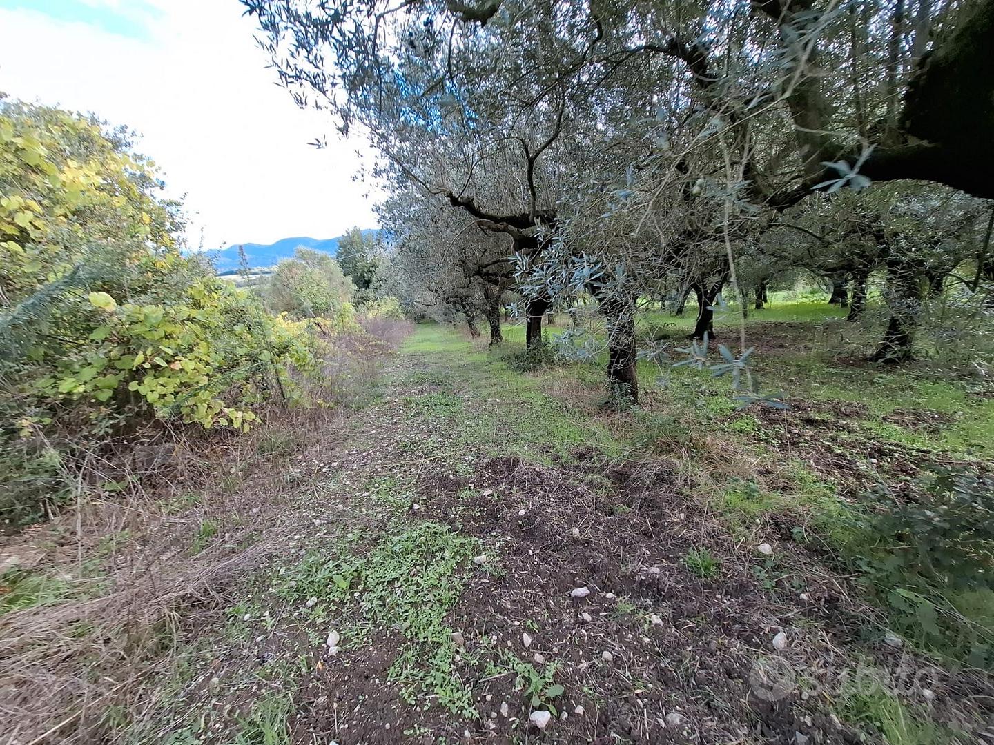 Terreno con ulivi adulti - Vista 2
