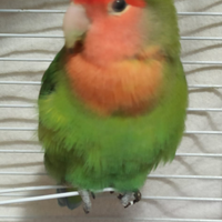 Pappagallo inseparabile