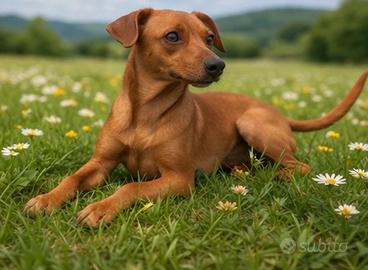 Pinscher femmina